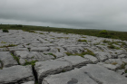 Sheshymore Limestone pavement exposes shallow water carbonates of the Brigantian, Slievenaglasha Formation. These classic kharstified exposures of tabular blocks of limestone pavement, Clints, are cut by vertical fractures, Grikes, which were widened by post glacial disolution (McNamara, & Hennessy, 2010). Fractures were intially established during Variscan folding (Coller, 1984).